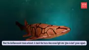 Biofluorescent Chain Catshark: The Shark That Glows Green in Deep Ocean