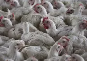 Bird Flu Outbreak in Chhattisgarh's Bilaspur: Over 4,400 Chickens Culled