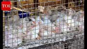 Bird Flu Outbreak in Patna Slashes Poultry Sales Ahead of Holi Festival