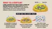 BITS Pilani Study Reveals Enzyme Strategy to Boost Antibiotics Against Biofilms