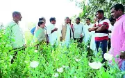 BJP Leader's Land Linked to Illegal Opium Crop in Chhattisgarh, Sparks Political Row