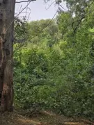 BMC Launches 'Vruksha Sanjeevani' Tree Conservation Drive in Mumbai from April 1