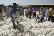 Cabinet Approves Rs 1,700 Crore MSP Funding for Cotton Farmers to Boost Support