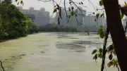 Central Government Takes Swift Action on Navi Mumbai's Toxic Wetlands Within 24 Hours