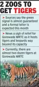 Central Zoo Authority Approves Transfer of Eight Tigers from Overcrowded Gorewada Facility