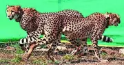 Cheetahs' Interstate Roam Validates Kuno-Gandhi Sagar Corridor Plan: NTCA
