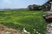 Chennai's Porur Lake Chokes on Water Hyacinth, Threatening Drinking Water Supply