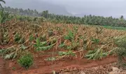 Coimbatore Hailstorm Devastates Crops, Farmers Face Unprecedented Losses