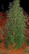 Coimbatore Police Seize Three Ganja Plants Near Guest Workers' Shelter