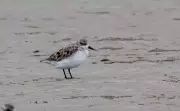 Critically Endangered Spoon-billed Sandpiper Spotted in Bengal's Bakkhali