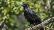 Crows in Hindu Mythology: Spiritual Messengers Between Worlds