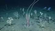 Deep-Sea Squid Discovery: 'Muddy Squid' Uses Aggressive Mimicry at 4,100m Depth