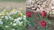 Delhi's Tulip Fields: Where Politics, Memory and Beauty Intertwine
