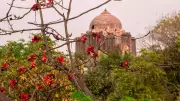 Discover Delhi's Spring Blooms: The Art of Tree Gazing in the Capital