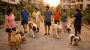 Dog Walking in Chennai Transforms from Solitary Task to Social Ritual