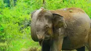 Elderly Woman Trampled by Tusker in Katarniaghat Sanctuary, Third Fatality in a Month