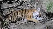 Elusive Tigress Successfully Rescued in Karnataka's Bandipur Tiger Reserve