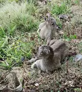Eravikulam National Park Reopens April 1 After Nilgiri Tahr Breeding Season