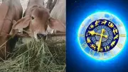 Feeding Cows on Wednesdays: A Vedic Astrology Remedy for Mercury's Blessings