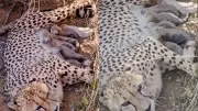 Five Cheetah Cubs Born at Kuno National Park, India's Cheetah Population Rises to 53