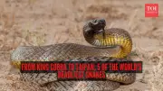 Five of the World's Deadliest Snakes: Understanding the Real Risks