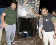 Forest Officials Use App-Based Cage to Capture Bear Family in Ballari Township