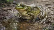 Frogs' Unique Hydration Method: Absorbing Water Through Skin, Not Drinking