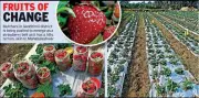 Gadchiroli Farmers Defy Climate, Grow Strawberries in Former Maoist Hotbed