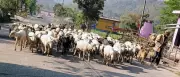 Gaddi Shepherds Begin Early Migration to Chamba Hills Amid Rising Temperatures