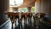 Goa's First Cattle Underpass: A Rs 46 Crore Project for Animal Safety