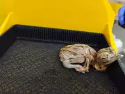 Great Indian Bustard Population Rises to 72 with New Chicks in Jaisalmer