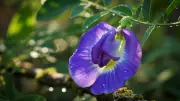 Grow Aparajita Flowers in Your Balcony: Complete Guide to Butterfly Pea Vine