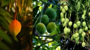 Grow Your Own Mango Tree on a Balcony: A Complete Urban Gardening Guide