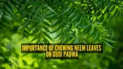 Gudi Padwa 2026: The Science and Symbolism Behind Eating Neem Leaves