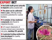 Gujarat's Salt-Tolerant Jethi Madh Could Transform India's Licorice Export Industry