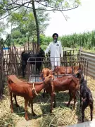 Gurdaspur Farmer's Profitable Shift: From Crops to Animal Rearing