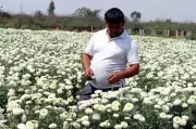 Haryana Farmer's Exotic Crop Trial Yields ₹4 Lakh Per Acre, Pioneering Floriculture Innovation