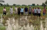 Haryana Releases Rs 6.46 Crore Crop Relief for Meham, Kisan Sabha Protests Exclusion