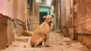 Himachal Pradesh: Nine People, Including Child, Attacked by Stray Dog in Three Days