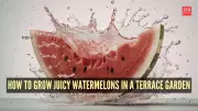How to Grow Juicy Watermelons in a Terrace Garden: A Complete Guide