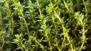 How to Grow Oregano and Thyme in Pots on Your Balcony Garden Successfully