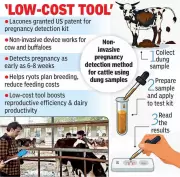 Hyderabad Lab's US Patent for Cattle Pregnancy Kit Aids Indian Farmers