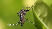 Iceland's Mosquito-Free Status Under Threat as Climate Change Alters Ecosystem