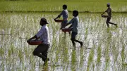 India Assures No Fertilizer Shortage Despite West Asia Conflict