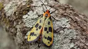 India Discovers Two New Lichen Moth Species in Himalayan Biodiversity Hotspots