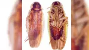 Indian Scientists Discover New Cockroach Species Using Advanced DNA Techniques