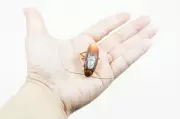 Indian Scientists Uncover New Cockroach Species Using DNA Tech in Maharashtra