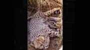India's Cheetah Population Hits 53 as Jwala Gives Birth to Five Cubs at Kuno