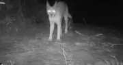India's First Radio-Collared Caracal Active Near India-Pakistan Border