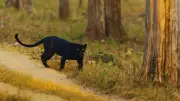 India's Rare Big Cats: Where to Spot Golden Tigers and Black Panthers